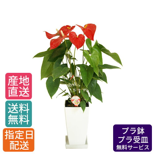 観葉植物 アンスリューム ダコタ 6号 角プラ/鉢 鉢植え 小 小さい インテリア 植物 自宅 お祝い 御祝 開業祝 オープン 新築 引越し 結婚 新生活 プレゼント ギフト