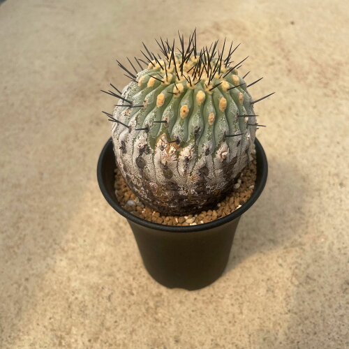 Copiapoa コピアポア コルムナ アルバ 管理方法付き2.5号鉢 サボテン 希少 珍奇植物 レア 珍品 珍しい インテリア 観葉植物 グリーン 人気 プレゼント ギフト おしゃれ