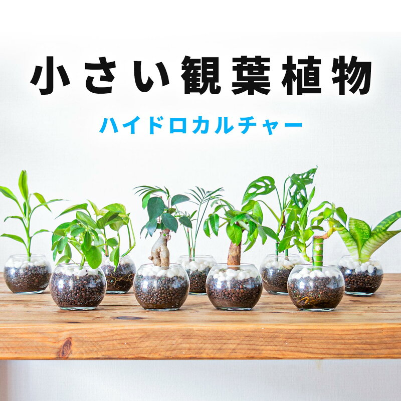 観葉植物 18種 ハイドロカルチャー ガジュマル パキラ サンスベリア モンステラ ポトス