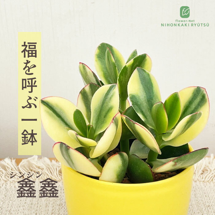 多肉植物 金のなる木 斑入り 4号鉢
