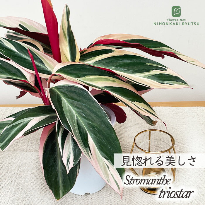 観葉植物 ストロマンテ サンギネア トリオスター 4号鉢