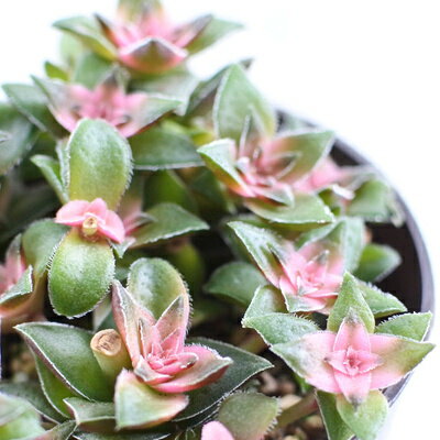 多肉植物 茜の塔錦 6cmポット