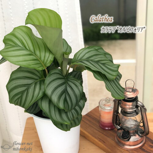 観葉植物 カラテア オルビフォリア 6号鉢 送料無料 観葉植物 室内 贈り物 プレゼント インテリア おしゃれ