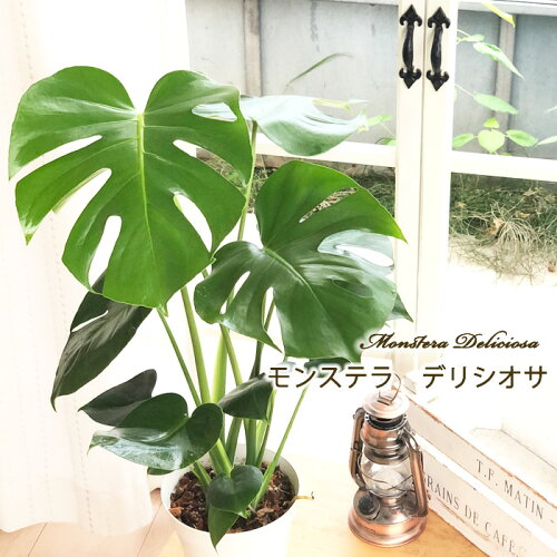 観葉植物 モンステラ デリシオサ 5号鉢 送料無料 観葉植物 室内 贈り物 プレゼント インテリア おしゃれ