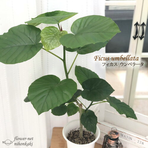 観葉植物 フィカス ウンベラータ 6号鉢 送料無料 観葉植物 室内 贈り物 プレゼント インテリア おしゃれ koe