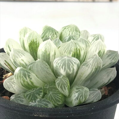 多肉植物 sdハオルチア アイススプライト ピリフェラ錦 多肉植物 観葉植物 3号鉢