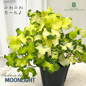 観葉植物 ヘデラ ヘリックス ムーンライト10.5cmポット アイビー 観葉植物 小型 小さい 室内 贈り物 プレゼント インテリア おしゃれ 登録品種
