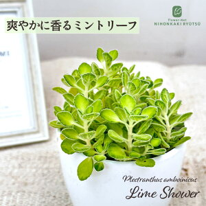 観葉植物 cot アロマティカス ライムシャワー 3.5号鉢 虫除け ゴキブリ対策 観葉植物 ハーブ 小型 小さい 室内 贈り物 プレゼント インテリア おしゃれ