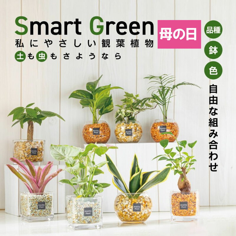 観葉植物 ハイドロカルチャー ミニ 選べる品種