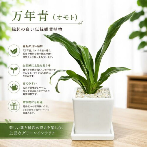 ちびちびで可愛いサイズの万年青（オモト）有田　SSサイズ♪インテリア陶器鉢♪スタイリッシュな観葉植物♪開業祝い、新築祝い、お祝い事に♪引越し祝い、新築祝い『One'sオリジナル 植え替え済み 鉢』おもと