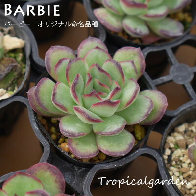 【3+1対象商品】トロピカルガーデンオリジナル交配苗　エケベリア　Barbie　多肉植物　観葉植物