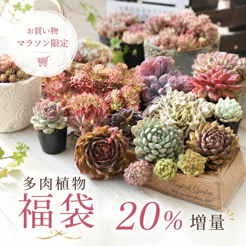 【5/31までエントリーで最大100%Pバック】【数量限定】今だけ20％増量♪ 多肉植物 福袋 エケベリア おまかせセット 選べる3コース トロピカルガーデン厳選