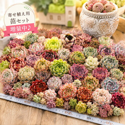 【1-15日苗増量！】父の日 多肉植物 寄せ植え用苗セット エケベリア 寄せ植えセット おまかせ多肉アソート おしゃれ 多肉 観葉植物 インテリア 誕生日プレゼント 誕生日 プレゼント ギフト お祝い