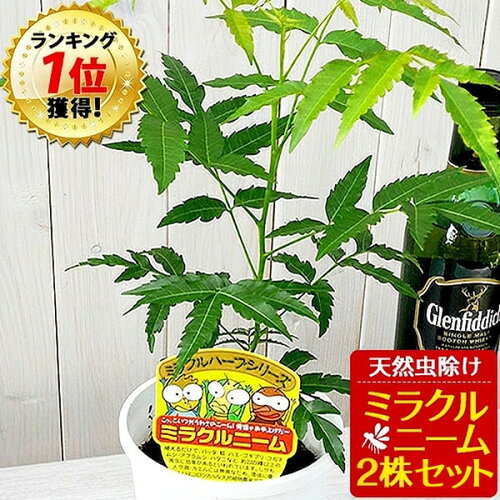 ニーム ミラクルニーム 2株セット 鉢植え 虫除け ニームの木 ミラクルハーブ 蚊除け 蚊よけ植物 防虫 害虫 有機栽培にこだわる