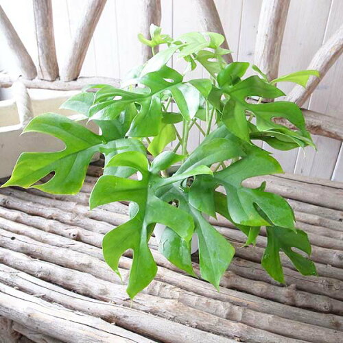 ヒメモンステラ4号 鉢植え グリーン 観葉植物 モンステラ 切れ込みのある葉 モンステラ 販売 通販 種類