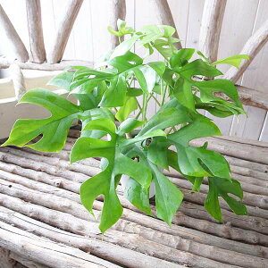 ヒメモンステラ4号 鉢植え グリーン 観葉植物 モンステラ 切れ込みのある葉 モンステラ 販売 通販 種類