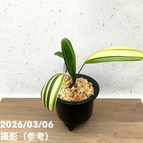 【現品お届け】観音竹 カンノンチク 東海錦 とうかいにしき プラ鉢（K26）｜観葉10-TU