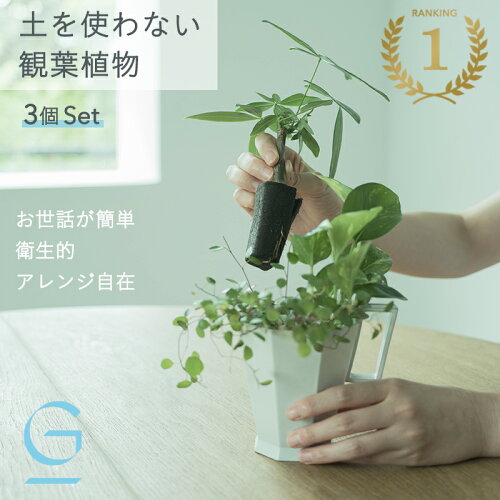 【植物3つのセット】土を使わない &Green アンドグリーン お世話が簡単 衛生的 アレンジ自在 ミニ 観葉植物 小さい おしゃれ 初心者 手入れ 簡単 棚 北欧 3号 卓上 デスク 玄関 トイレ リビング インテリア ギフト お祝い 開業祝い 引っ越し祝 新築祝 新生活 父の日