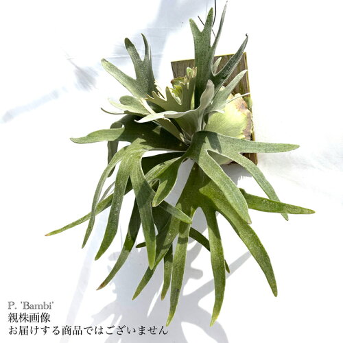 (現品) ビカクシダ 'バンビ' (pup) (No.41023) (コウモリラン 観葉植物 おしゃれ インテリア 吊り下げ 壁掛け ミニ 小型 大型 室内 Platycerium 'Bambi')