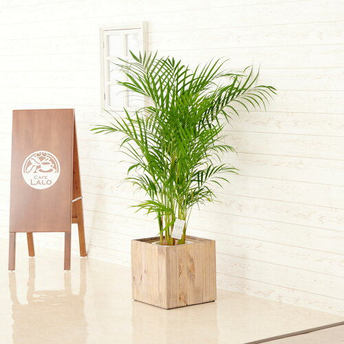 【送料無料】観葉植物　アレカヤシ　8号　インテリア鉢カバー「Ecological Cube」仕様【高級感溢れる立札＆花言葉カード、欧州から輸入の装飾リボン付】インテリアグリーン フラワーギフト プレゼント 全国配送 立札無料 メッセージカード無料