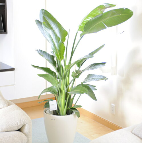 【送料無料】観葉植物　ストレリチア・オーガスタ　10号※白丸鉢カバー付 【花言葉カード付】プレゼント フラワーギフト 開店祝い 開業祝い 開院祝い 開局祝い 移転祝い 上場祝い 新築祝い 楽ギフ あす楽