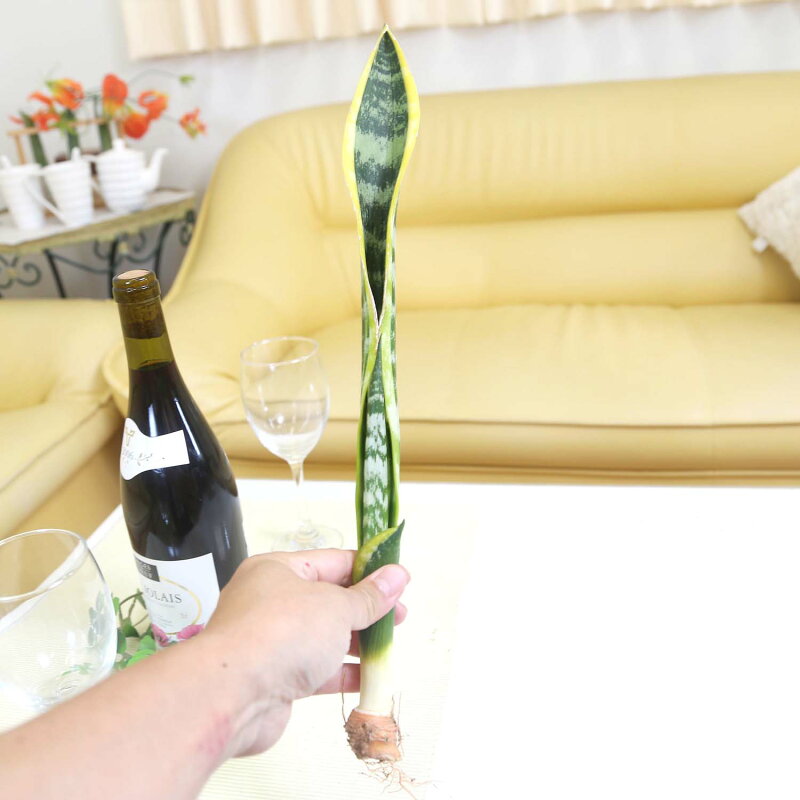 サンスベリア ローレンティー 種木 根付きタイプ 観葉植物 多肉植物