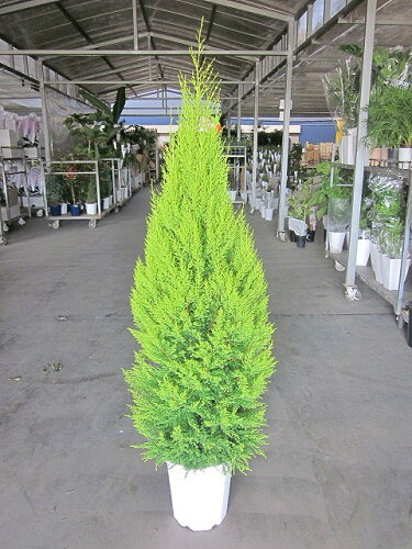 ゴールドクレスト・ウィルマ（10号）もみの木の代わりとして、クリスマスシーズンに大人気の観葉植物です。かわいいオーナメントを付けて、クリスマスツリーを楽しみませんか。【smtb-s】