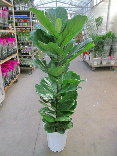 カシワバゴムの木 10号（柏ゴム） 観葉植物 鉢植え 苗 お中元 お歳暮 母の日 プレゼント ギフト 敬老 インテリア プランツ 贈り物 誕生日【05P01Mar15】