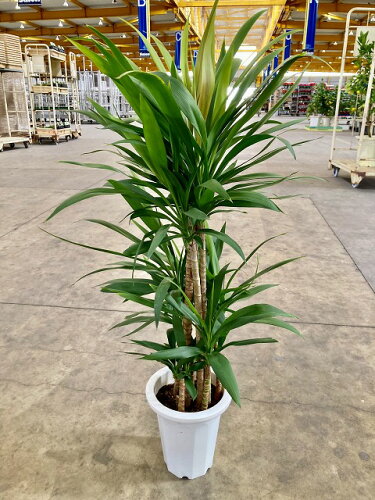 ドラセナ・ストリクタ 8号 観葉植物 コルディリネ コルジリネ 鉢植え 販売 苗 苗木 送料無料 インテリア 贈り物 ギフト お誕生日 記念日 開店祝い