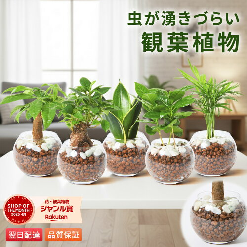 【翌日配送】観葉植物 ハイドロカルチャー ガジュマル パキラ サンスベリア ポトス ミニ 水耕栽培 初心者 ミニサイズ ギフト 玄関 卓上 コーヒーの木 テーブルヤシ インテリア オシャレ 開店祝い 新築祝い 開業祝い 引越し祝い