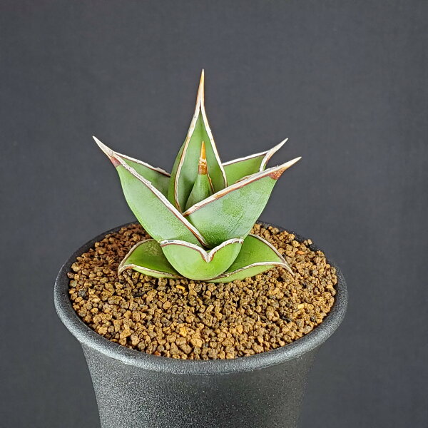 サンセベリア・ピングイキュラ 2.5号鉢 カクタス長田 キジカクシ科 多肉植物 ピンギキュラ 珍奇植物 ウォーキングサンセベリア 観葉植物 サンスベリアの女王