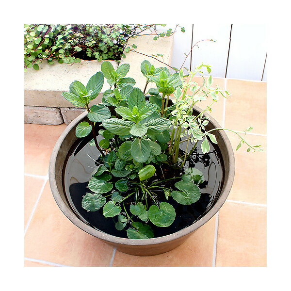 水生植物 メダカの隠れ家 インスタントビオトープ LOWタイプ
