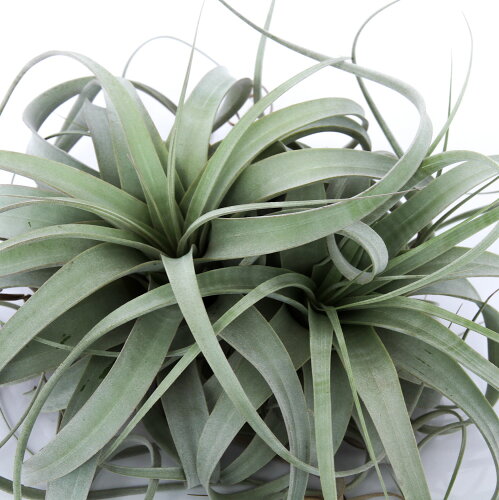 （観葉植物）エアープランツ　チランジア　キセログラフィカ　XLサイズ（1株）