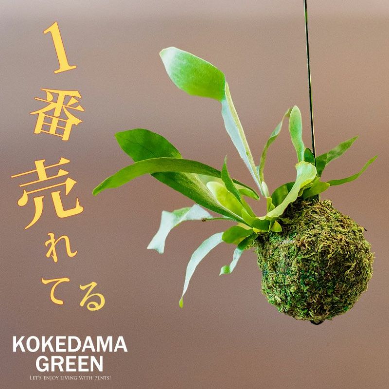 観葉植物 コウモリラン 苔玉 吊り下げ ハンギング