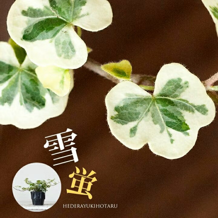 ヘデラ 雪ほたる 3号苗 観葉植物 アイビー 斑入り