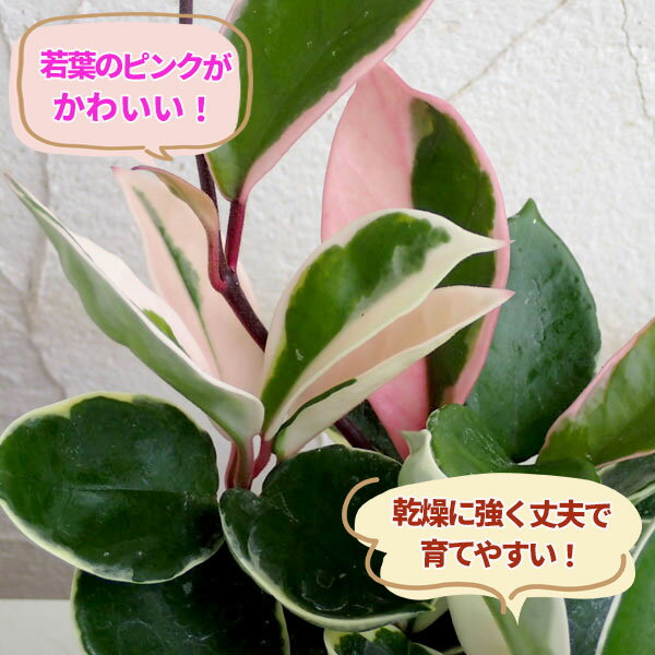 観葉植物 ホヤ カルノーサ 3-3.5号ポット苗