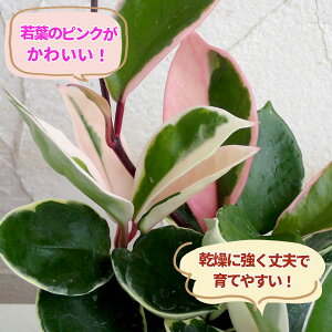 観葉植物/ホヤ カルノーサ：リップカラー3‐3.5号ポット苗