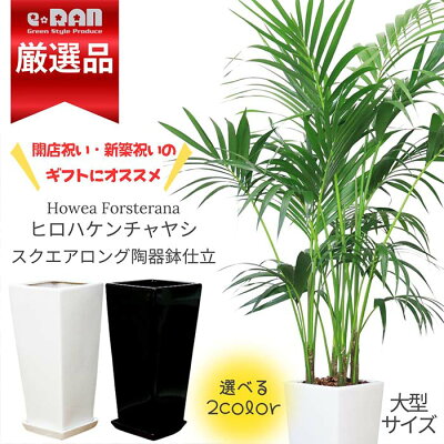 観葉植物 大型 ヒロハケンチャヤシ 約170cm前後 鉢の色選べる陶器鉢 白 黒 観葉植物 ケンチャヤシ（ハウエア フォステリアナ) 耐寒性 耐陰性 椰子 富貴椰子 Howea Forsterana アジアンリゾート【数量限定販売】 厳選