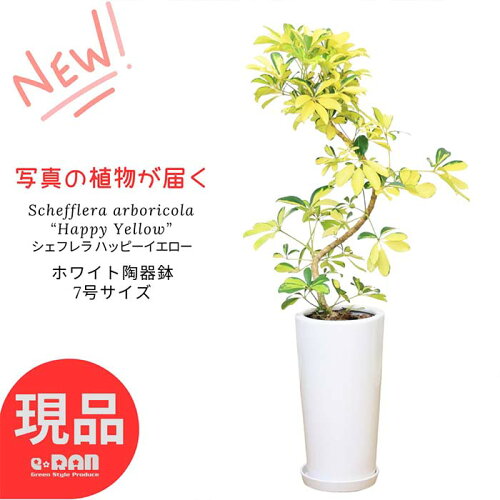 シェフレラ ハッピーイエロー 陶器鉢 白 7号サイズ 【選べる現品発送】高さ約70〜100cm S字樹形 ホンコン 観葉植物 カポック 希少 黄斑 育てやすい 黄色い葉 アルボリコラ オクトパスツリー Schefflera arboricola “Happy Yellow” 厳選