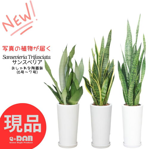 観葉植物 サンスベリア 高さ70~125cm前後 陶器鉢 6〜7号【選べる現品発送】【ローレンティー・ローレンティーコンパクタ・ムーンシャイン・ゼラニカ・ゼラニカコンパクタ】レア品種【ブラックタイガー・シルバーミスト】 千歳欄 サンセベリア 多肉植物
