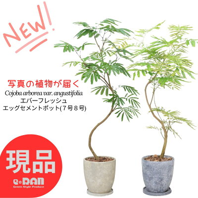 エバーフレッシュ 高さ約75〜160cm エッグセメントポット 7号 8号サイズ 【選べる現品発送】観葉植物 室内 受皿付き 大きい 曲がり樹形 自然樹形 リビング 御祝 新築祝い アカサヤネムノキ 合歓の木 夫婦和合 家内平和 細長い葉 ペットプランツ