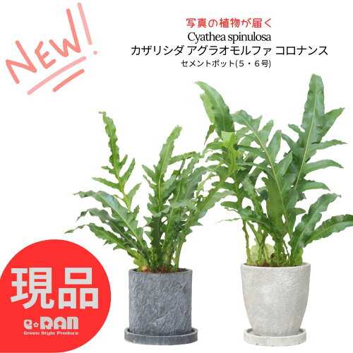 【選べる現品発送】シダ植物 カザリシダ アグラオモルファ コロナンス 高さ約45~60cm 5号 6号サイズ セメントポット 着生植物 希少シダ 花 ガーデン DIY 観葉植物 おしゃれ シダ 室内 インテリア おしゃれ 小型 ハカマウラボシ属 カザリシダ