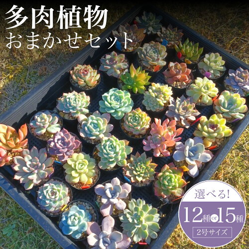 【ふるさと納税】＜選べる内容量＞多肉植物 おまかせセット 2号サイズ 12種セット / 15種セット 観葉植物 ポット・土付き リメ缶 リメ鉢 装飾 インテリア 家具 小物 部屋 玄関 ベランダ 長崎県 時津町 送料無料