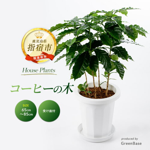 【ふるさと納税】＜2026年4月上旬以降順次発送＞コーヒーの木65cm〜85cm 南国鹿児島県で育った 観葉植物！植物 鉢付 インテリア 室内 オフィス おしゃれ プレゼント ギフト 開店祝い 移転祝い マイナスイオン ※北海道・沖縄・離島配送不可※【GreenBase】