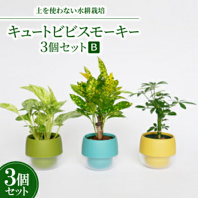 【ふるさと納税】キュートビビスモーキー3個セット【B】【オススメの観葉植物でお届け】【1382258】