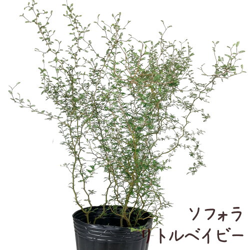 ソフォラ・リトルベイビー 7号ポット【観葉植物 インテリア グリーン 7寸 おしゃれ プレゼント ギフト かわいい 引越し祝い 小さい葉 玄関 ベランダ ガーデニング 庭木 新築祝い 大きい】送料無料（北海道・沖縄・離島除く）
