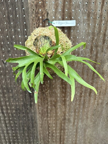 ビカクシダ P.coronarium 'Dragon tree' 3 現品販売 産地直送 groote plantage コウモリラン プラティケリウム 吊り下げ 壁掛け 観葉植物 ナチュラルインテリア 壁掛けグリーン おしゃれ インテリア