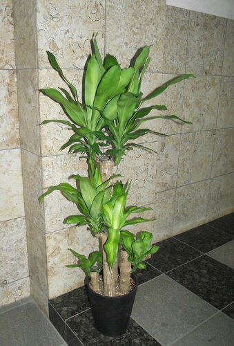 観葉植物　幸福の木 120センチ