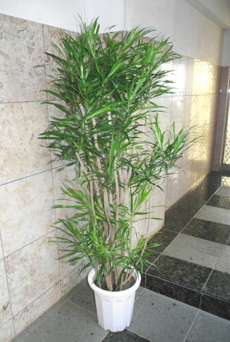 観葉植物 ドラセナ リフレクサ 160 法人様送料割引商品（送料割引あり！）