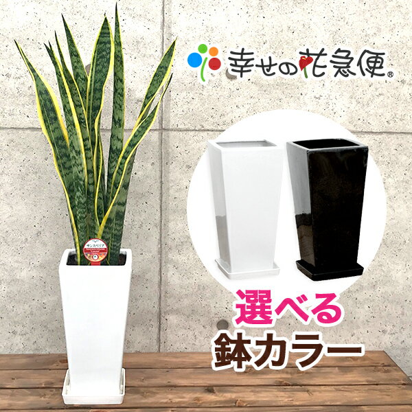 観葉植物 サンスベリア 6号鉢 高さ約70cm